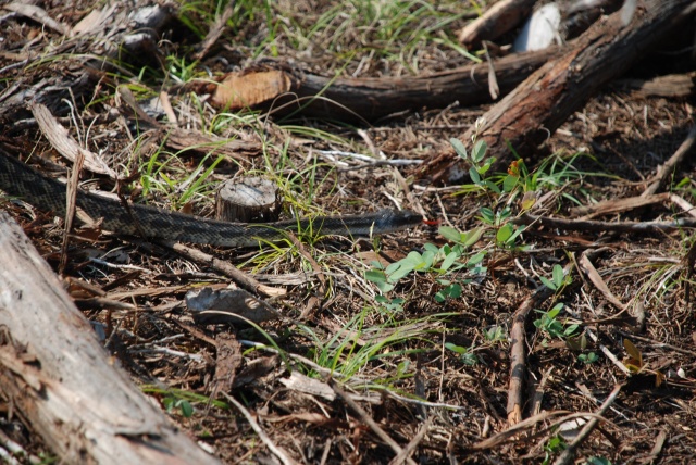 2009-05-31-05-Snake.jpg